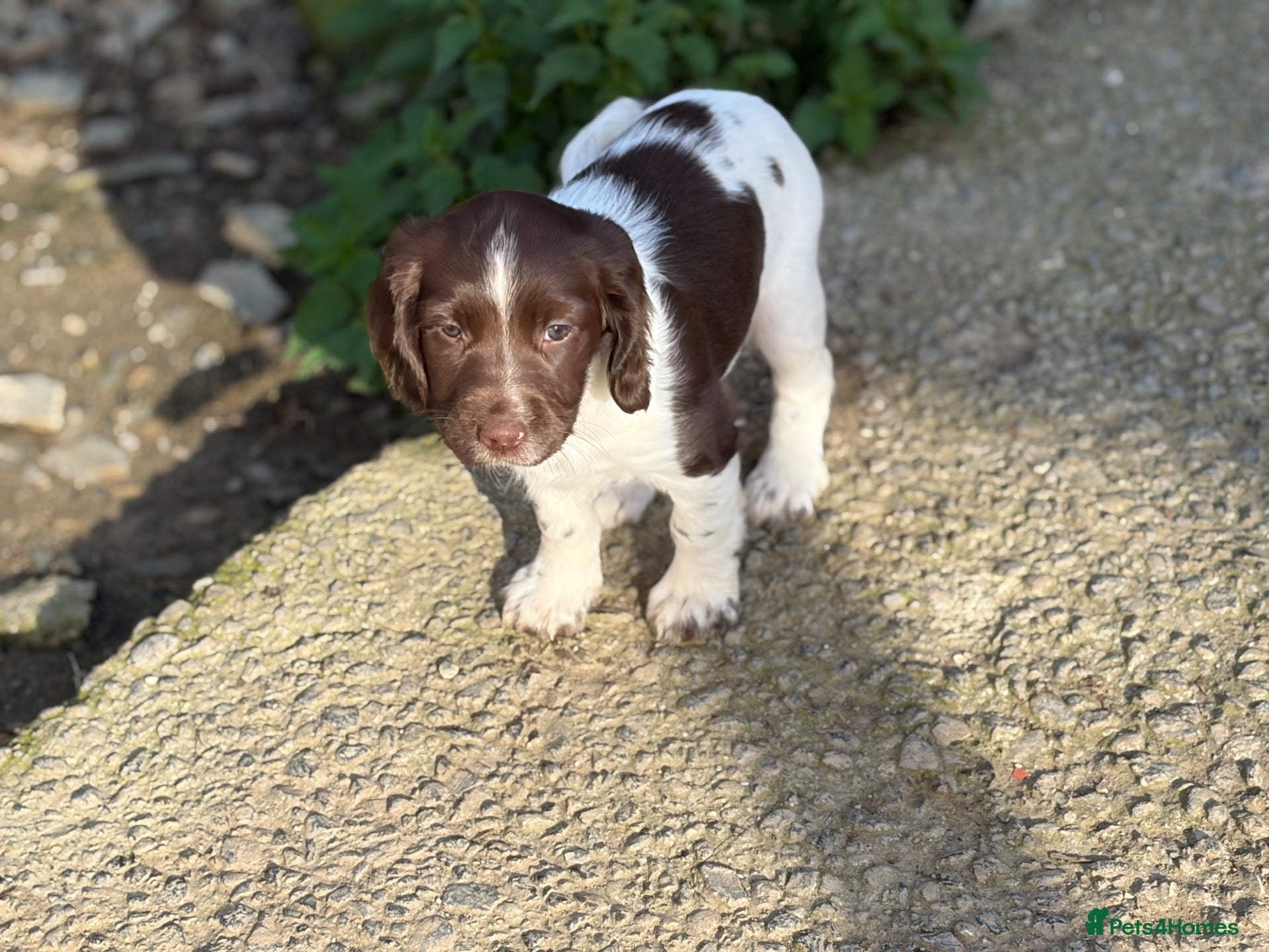 English Springer Spaniel dogs English Springer spaniel  - Advert 2