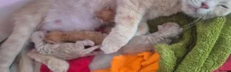 Maine Coon cats for sale: Mixed maine coon fluffy kittens  in Dudley - Advert 20