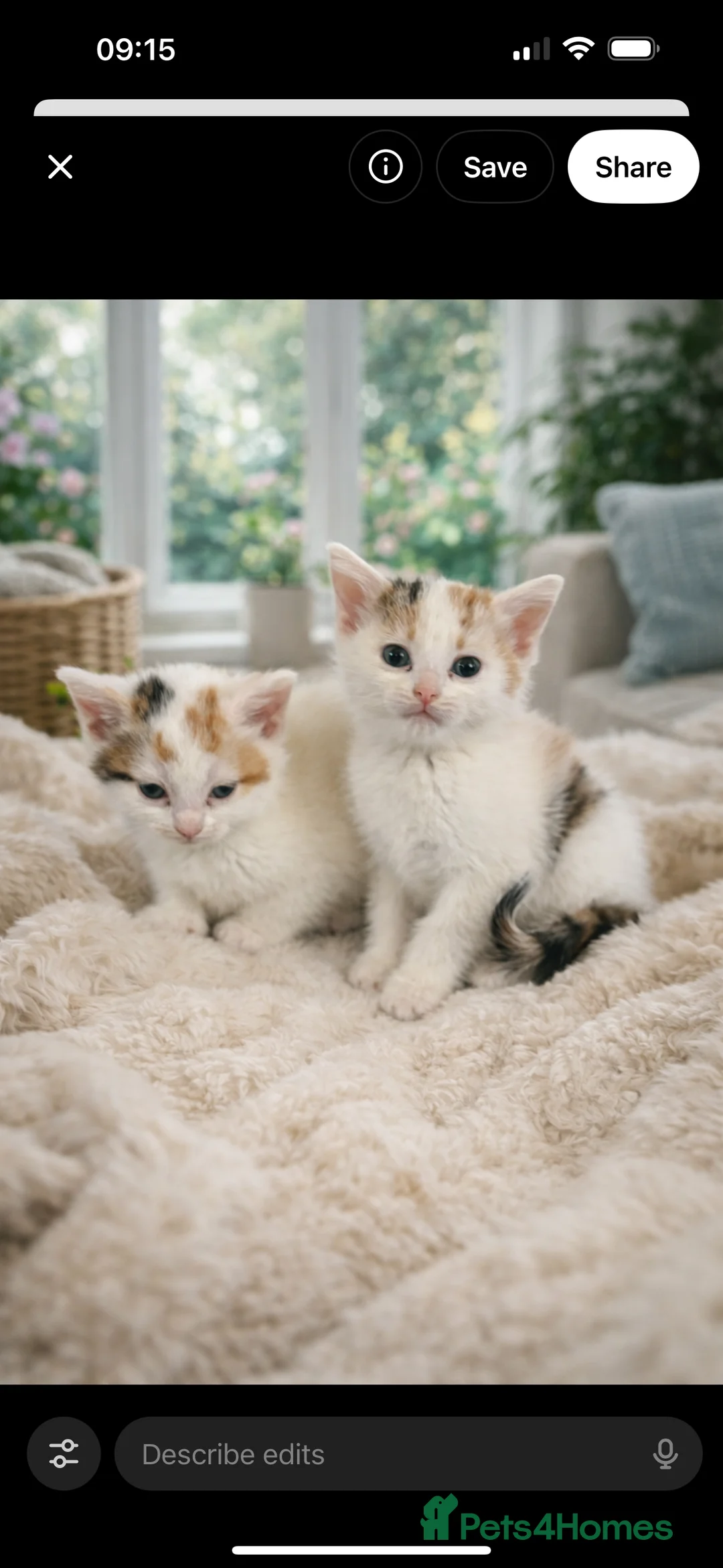 Mixed Breed cats for sale: Beautiful mixed breed kittens  - Advert 3