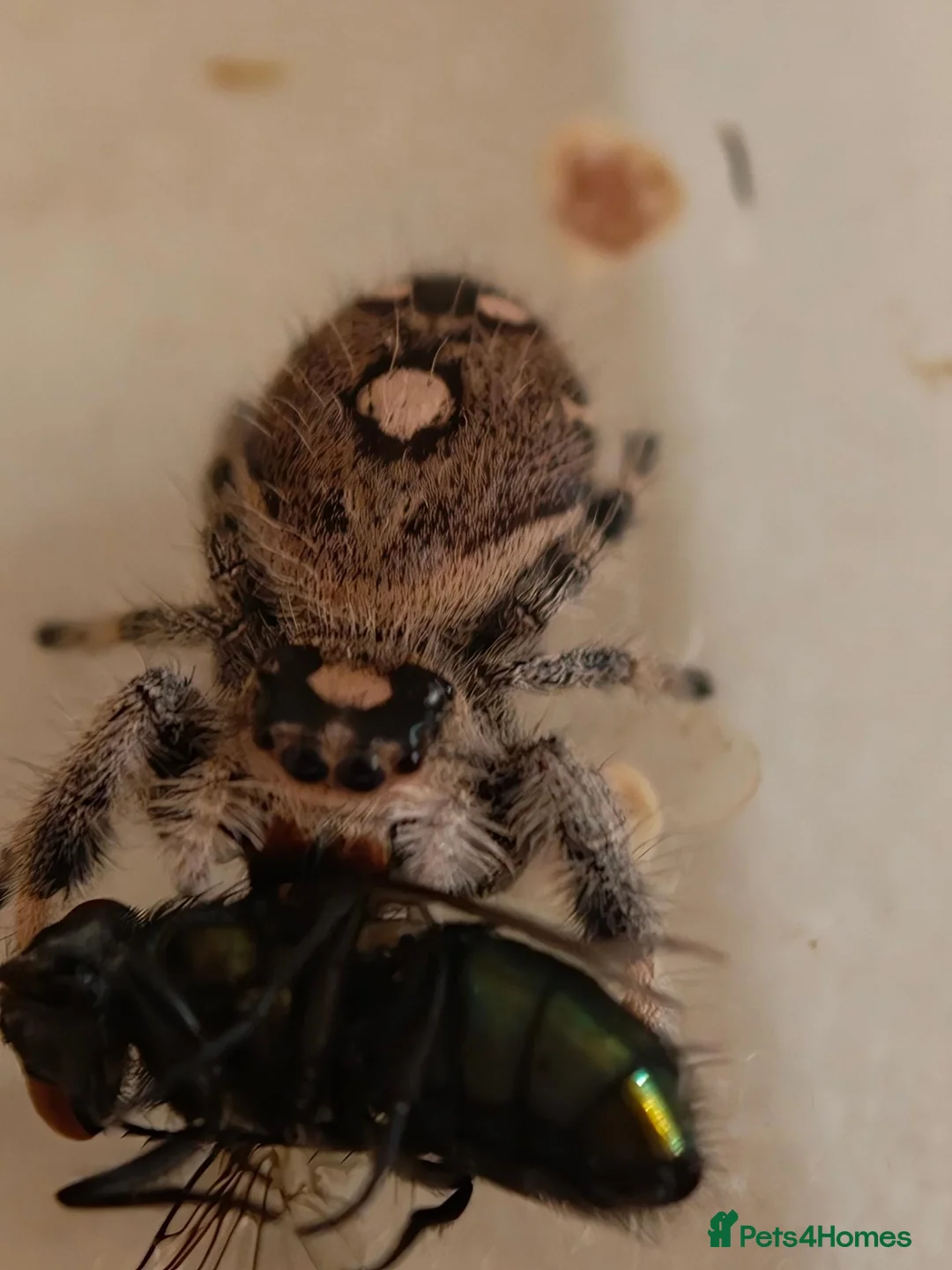 Spiders invertebrates for sale: Phidippus regius Apalachicola shipment incl. - Advert 2