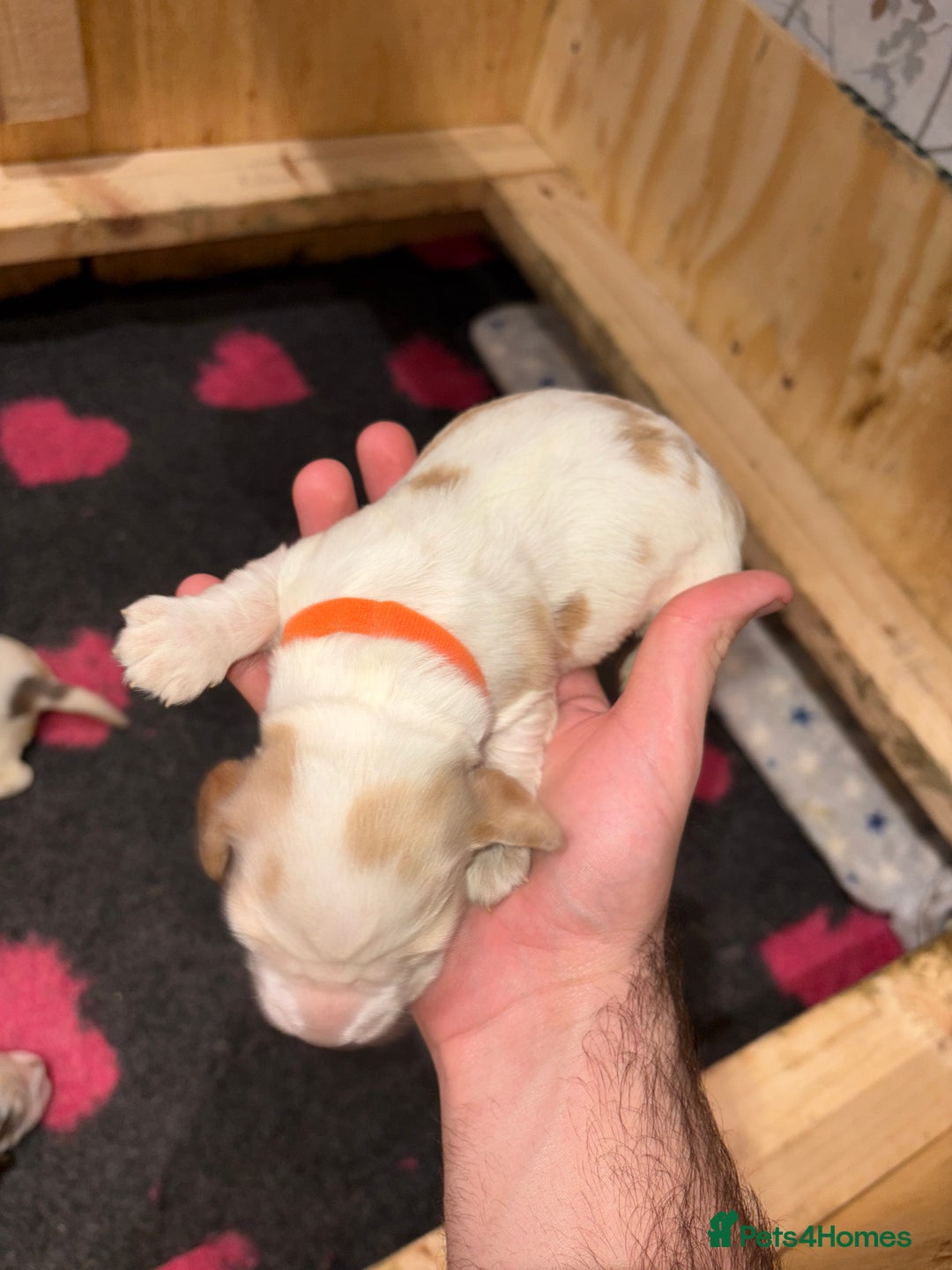 Cocker Spaniel dogs for sale: Cocker Spaniel Puppies - Advert 17