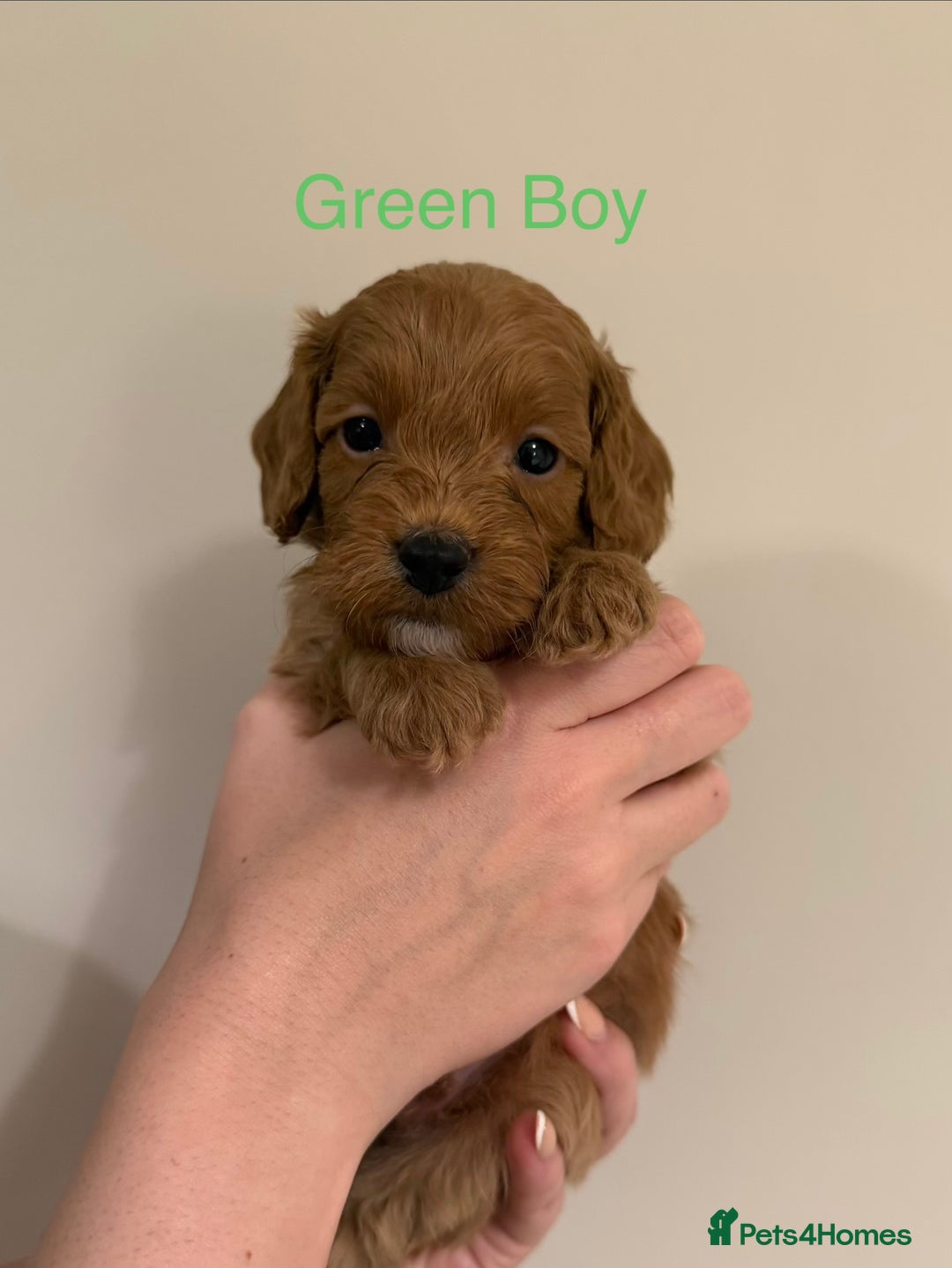 Cockapoo dogs for sale: GORGEOUS F1 TOY COCKAPOO BOY - Advert 4