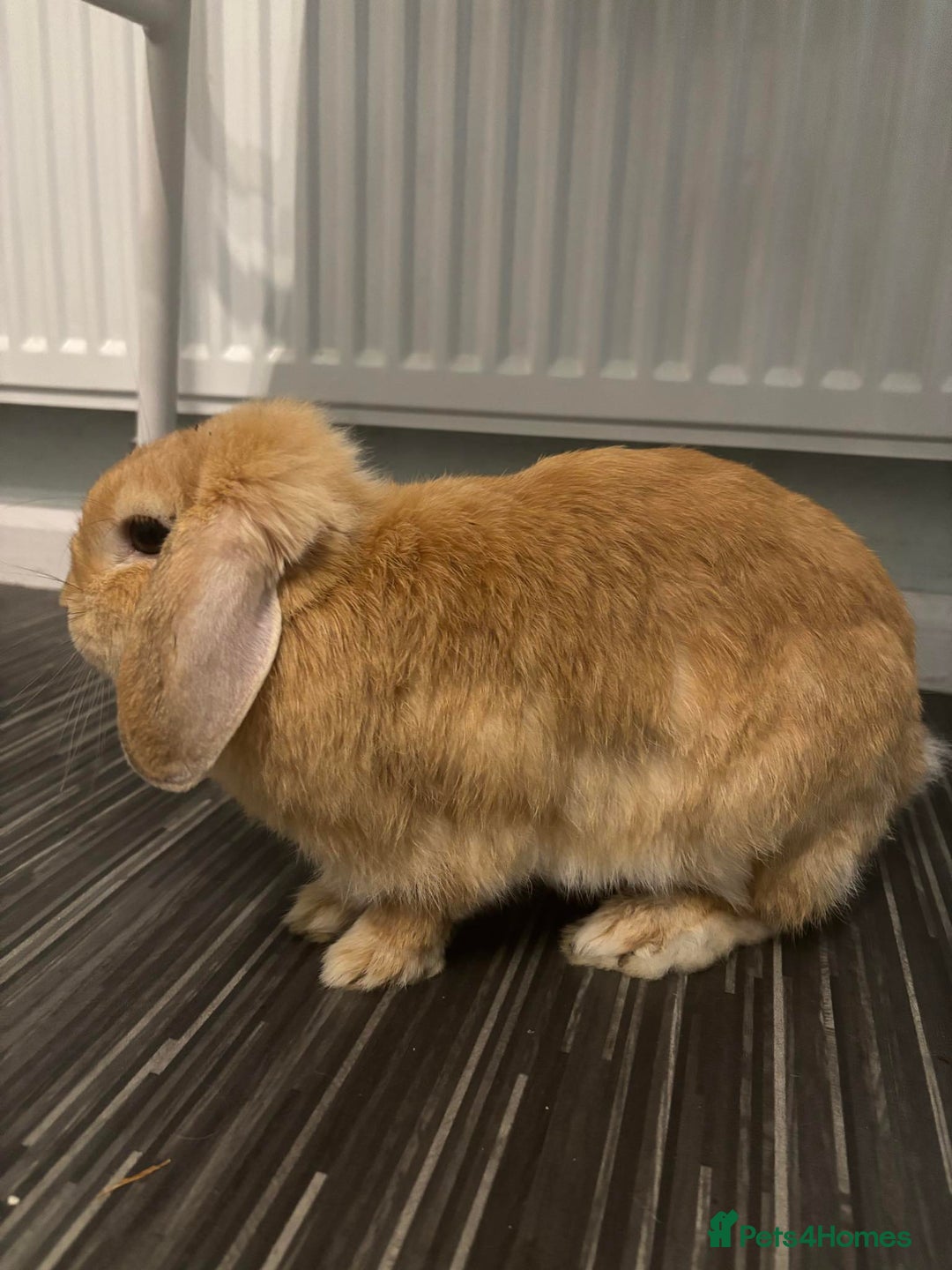 Netherland Dwarf rabbits for sale: netherland dwarf x minilop 5 black / brown rabbits - Image 25