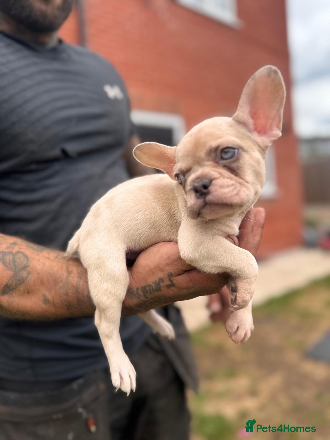 French Bulldog dogs for sale: ‼️ READY TO LEAVE NOW -3 French bulldog pups left! in Ripley - Image 21