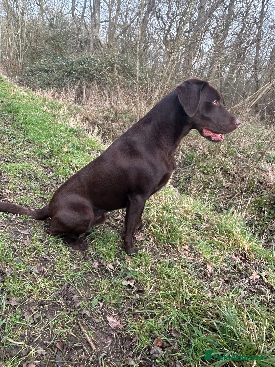 Labrador Retriever dogs for sale: 3 black dogs available  - Image 6
