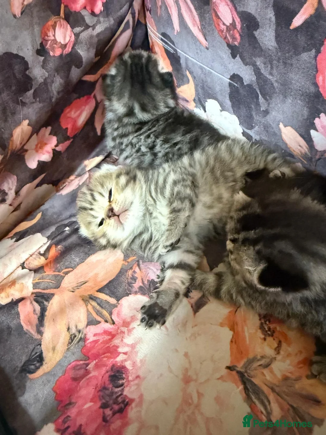 British Shorthair cats for sale: Quality British shorthair kittens  - Advert 2