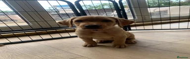 Labrador Retriever 4