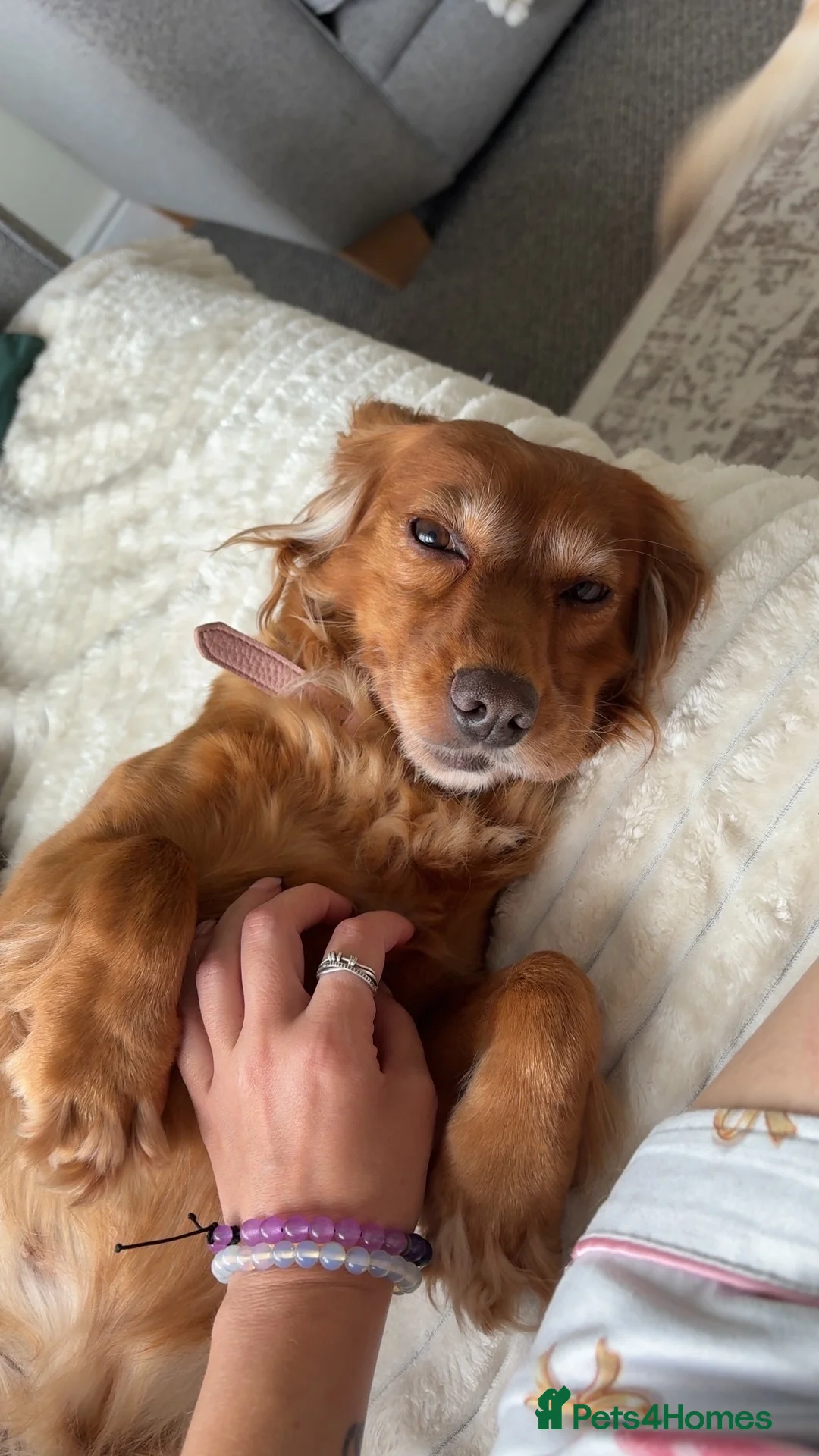 Cocker Spaniel dogs for sale: 6 year old cocker spaniel  - Advert 3