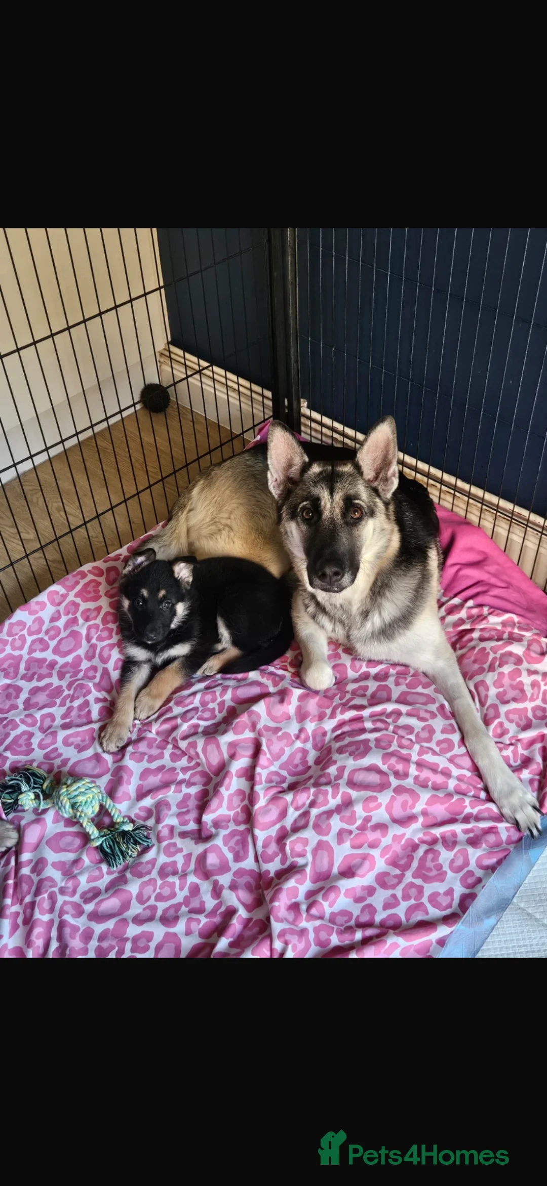 German Shepherd dogs for sale: Trained German Shepherd Female Puppy – Smart - Advert 1