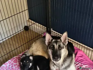 German Shepherd dogs Trained German Shepherd Female Puppy – Smart - Advert 1