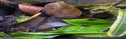 Frog reptiles for sale: Golfodulcean Poison Dart Frog - Advert 2