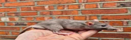 Rat rodents for sale: Various male and female rats  - Advert 3