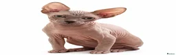 Sphynx cats for sale: Exceptional Sphynx Kittens last boy and girl - Advert 3