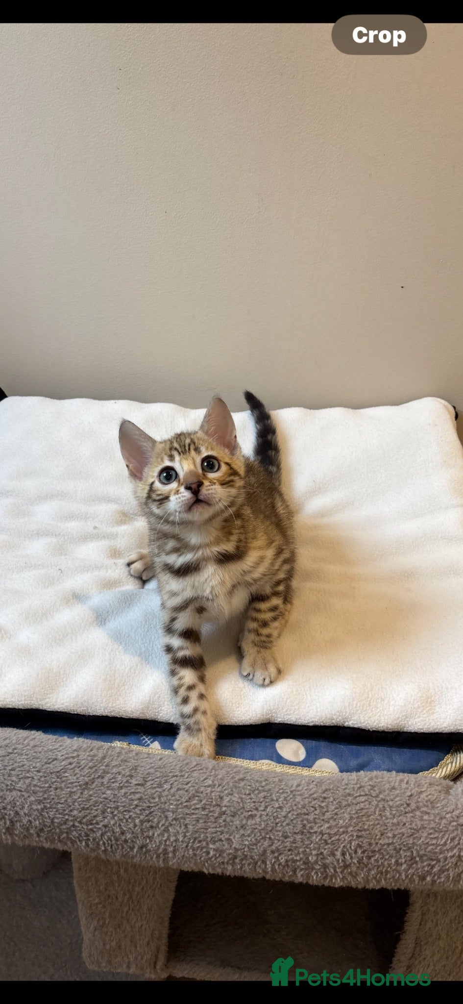 Bengal cats TICA Show winning 🏆 cattery  - Advert 10
