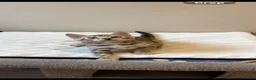 Bengal cats for sale: TICA Show winning 🏆 cattery  - Advert 1
