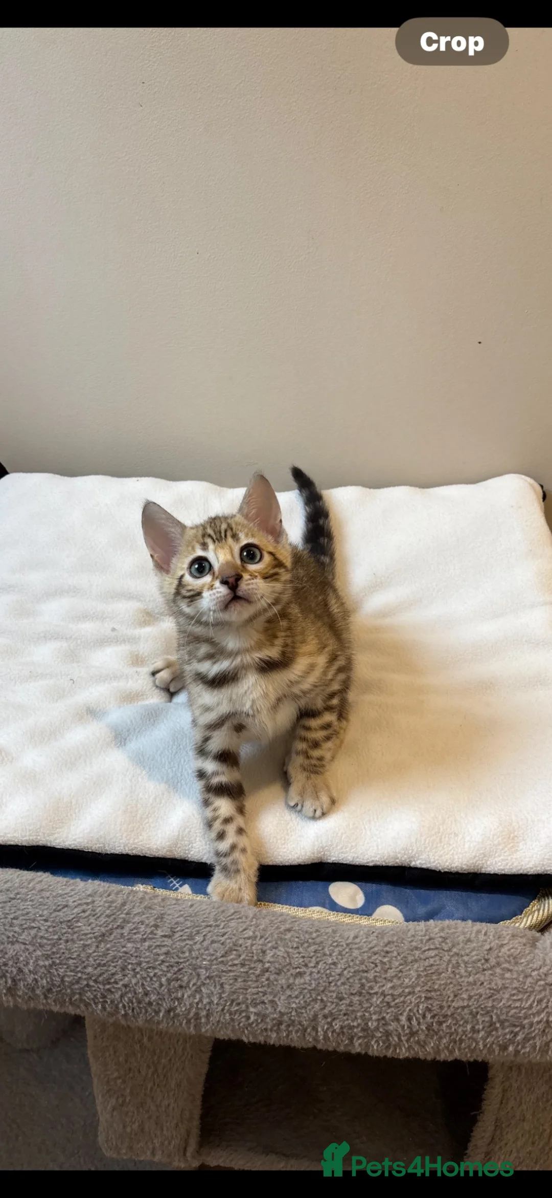 Bengal cats for sale: TICA Show winning 🏆 cattery  - Advert 1