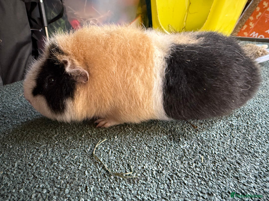 Guinea Pig rodents for sale: Two Teddy guinea pigs with Hutches  - Image 3