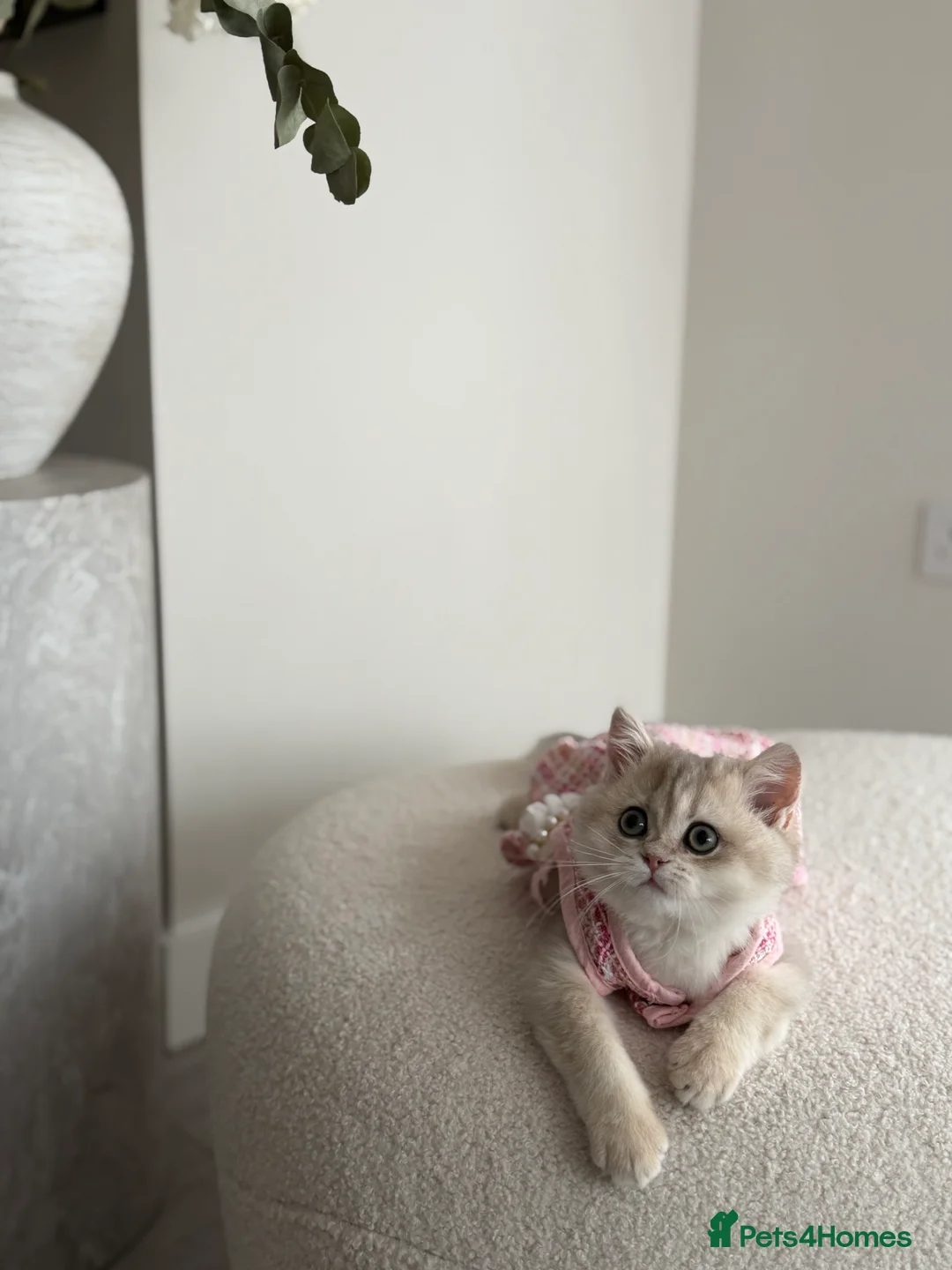 British Shorthair cats for sale: Blue Golden British Shorthair kitty - Advert 21