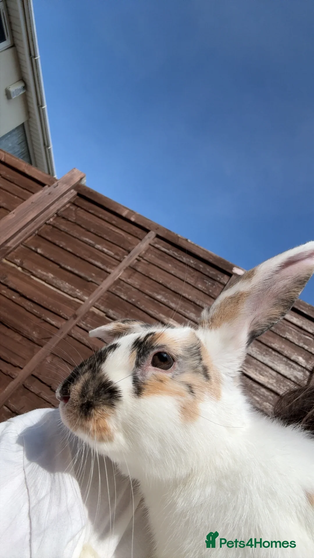 Mixed Breed rabbits for sale: Young male  in Weston-super-Mare - Advert 3