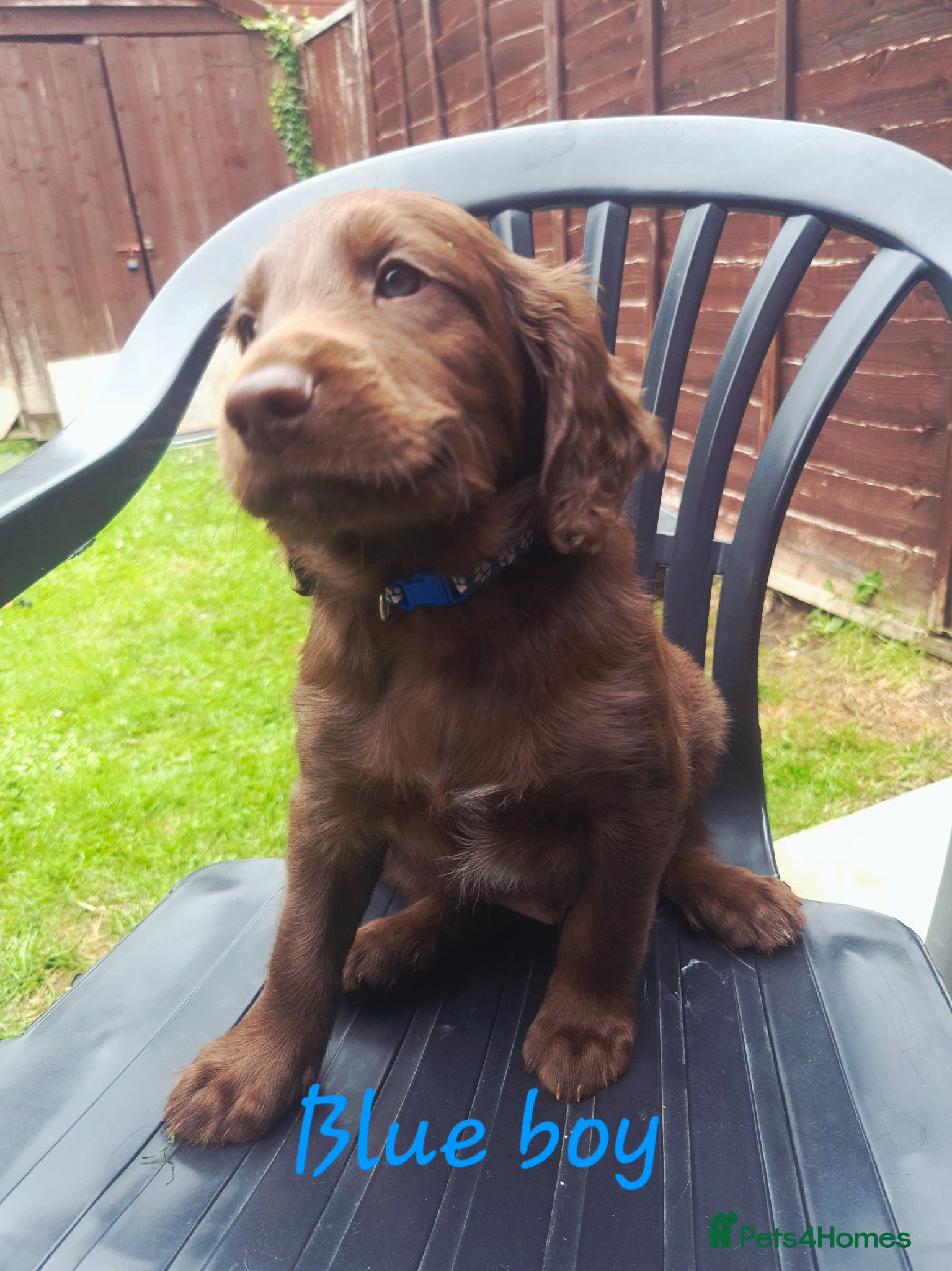 Sprocker dogs Sprocker Puppies READY NOW ✨️ - Advert 2