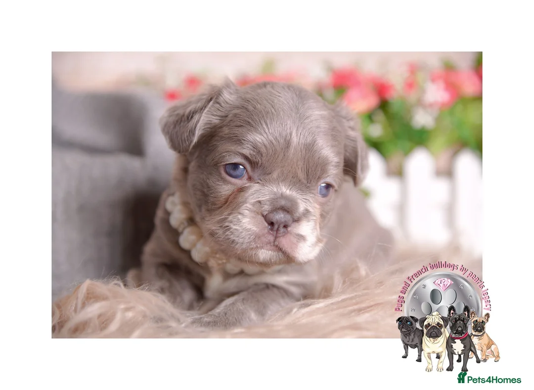 French Bulldog dogs for stud: New shade Isabella Merle fluffy carrier  in Hastings - Advert 5