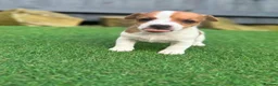 Jack Russell dogs for sale: Jack russell  - Advert 4