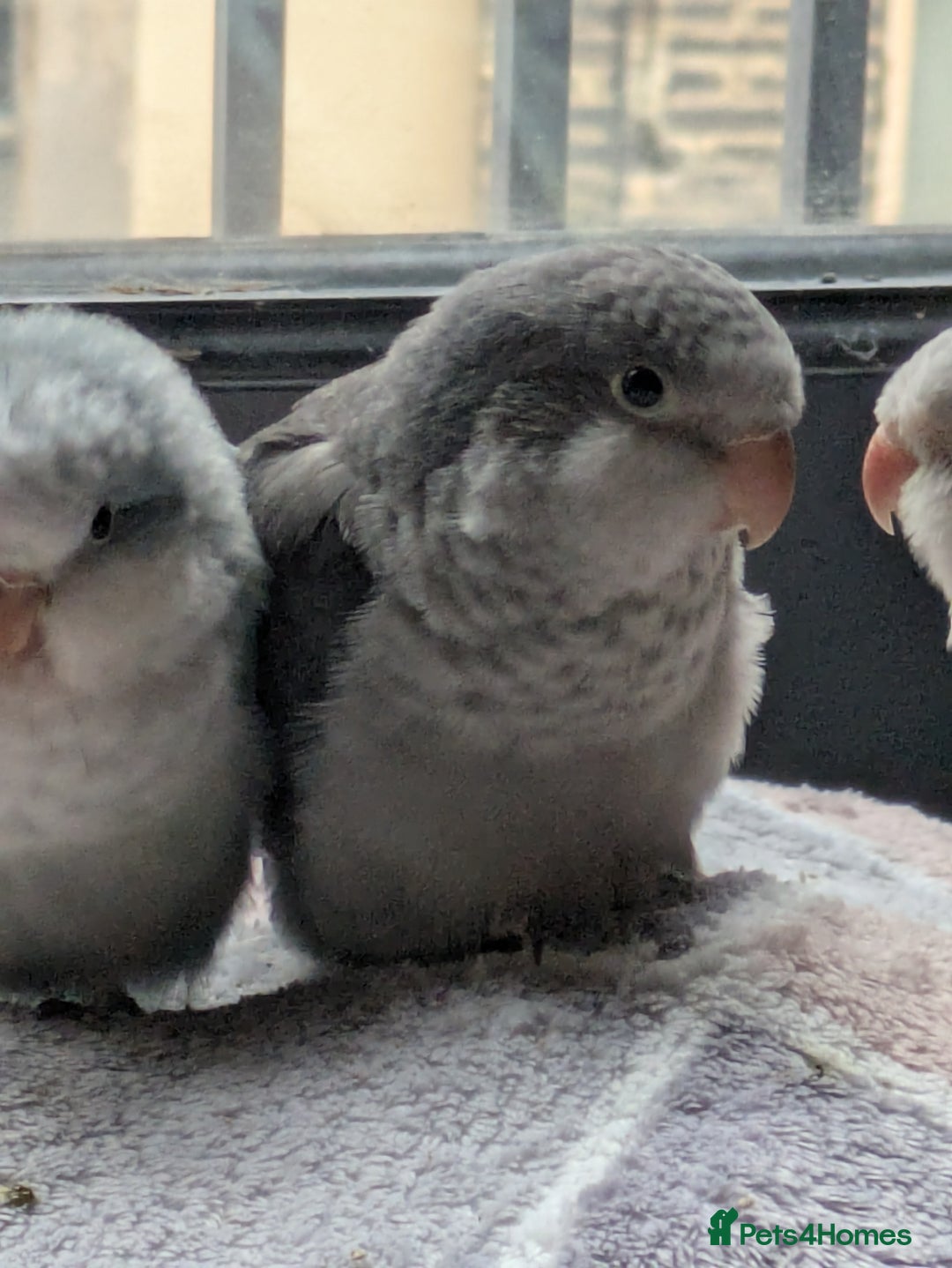 Parakeets birds for sale: Tamed hand reared baby Quaker parrots DNA tested  - Image 13