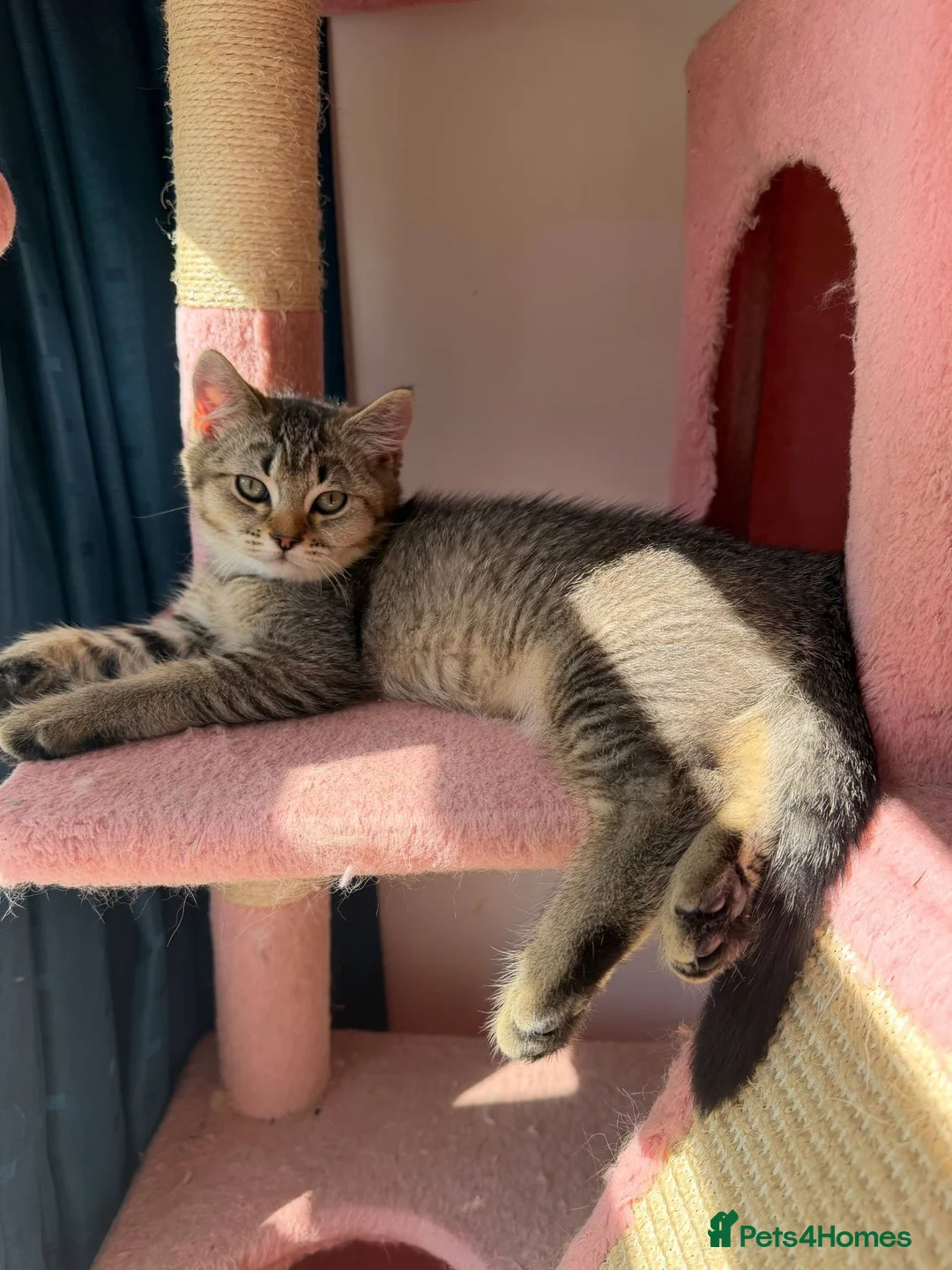 British Shorthair cats for sale: Beautiful British Shorthair Tabby Kitten in London - Advert 2