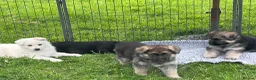 German Shepherd dogs for sale: Gorgeous German Shepherd Puppies - Advert 14