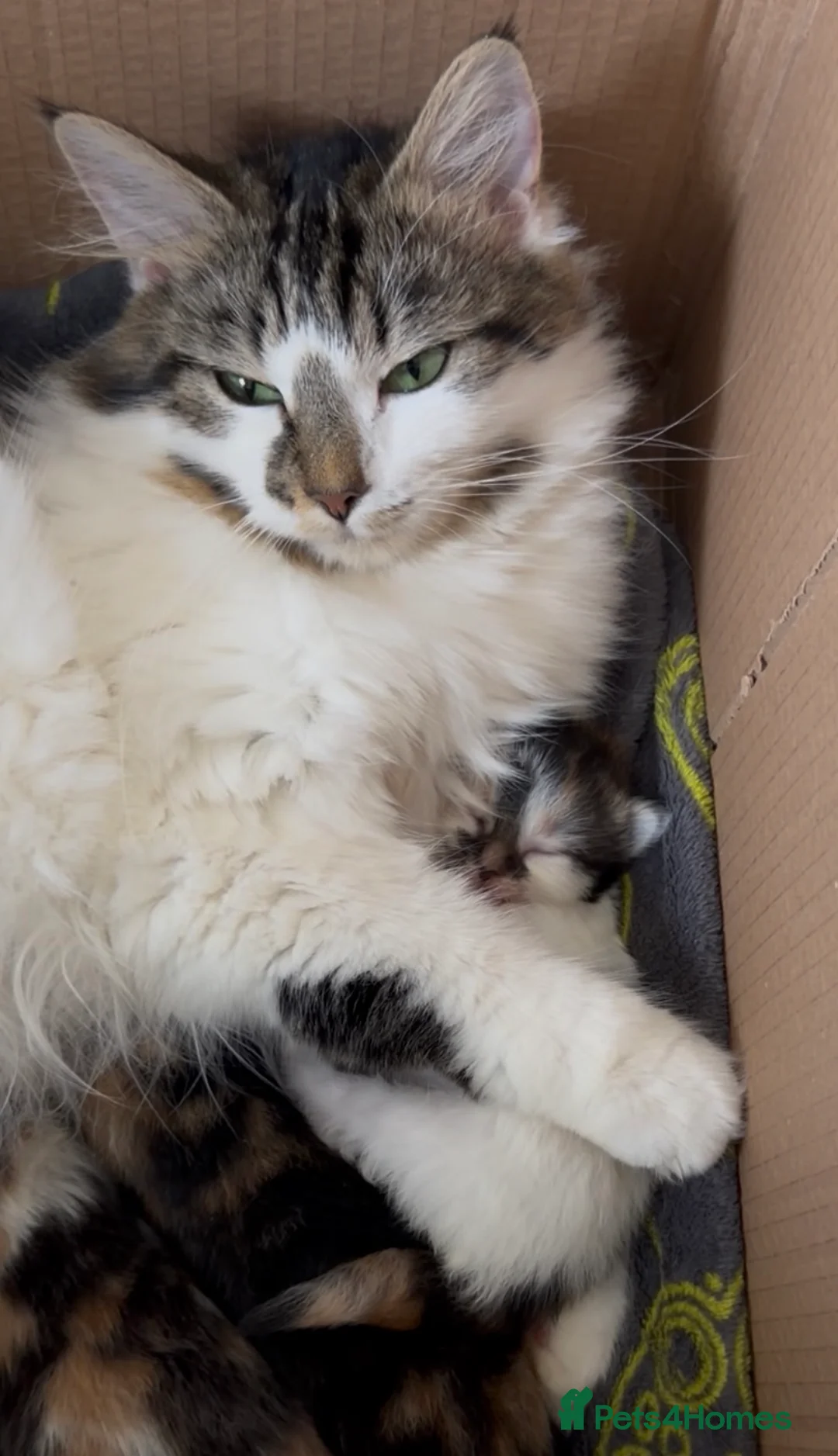 British Longhair cats for sale: 🐾 Tiny Calico Cuties Ready to Steal Your Heart!🐾 - Advert 2
