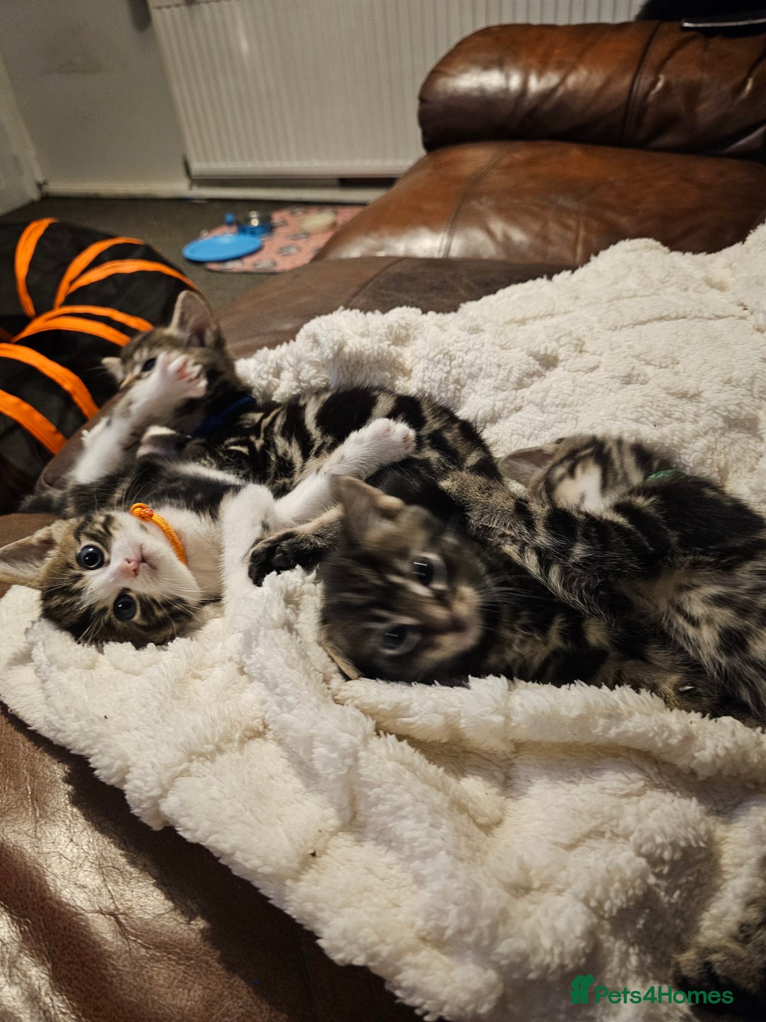 Mixed Breed cats for sale: Friendly Kittens. - Image 16