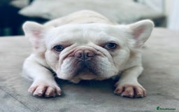 French Bulldog dogs for sale: 2 fluffy male French bulldogs - Image 7