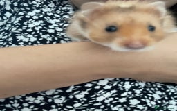 Hamster rodents for sale: *RESERVED* Baby boy Hamster 7 weeks old  - Image 9