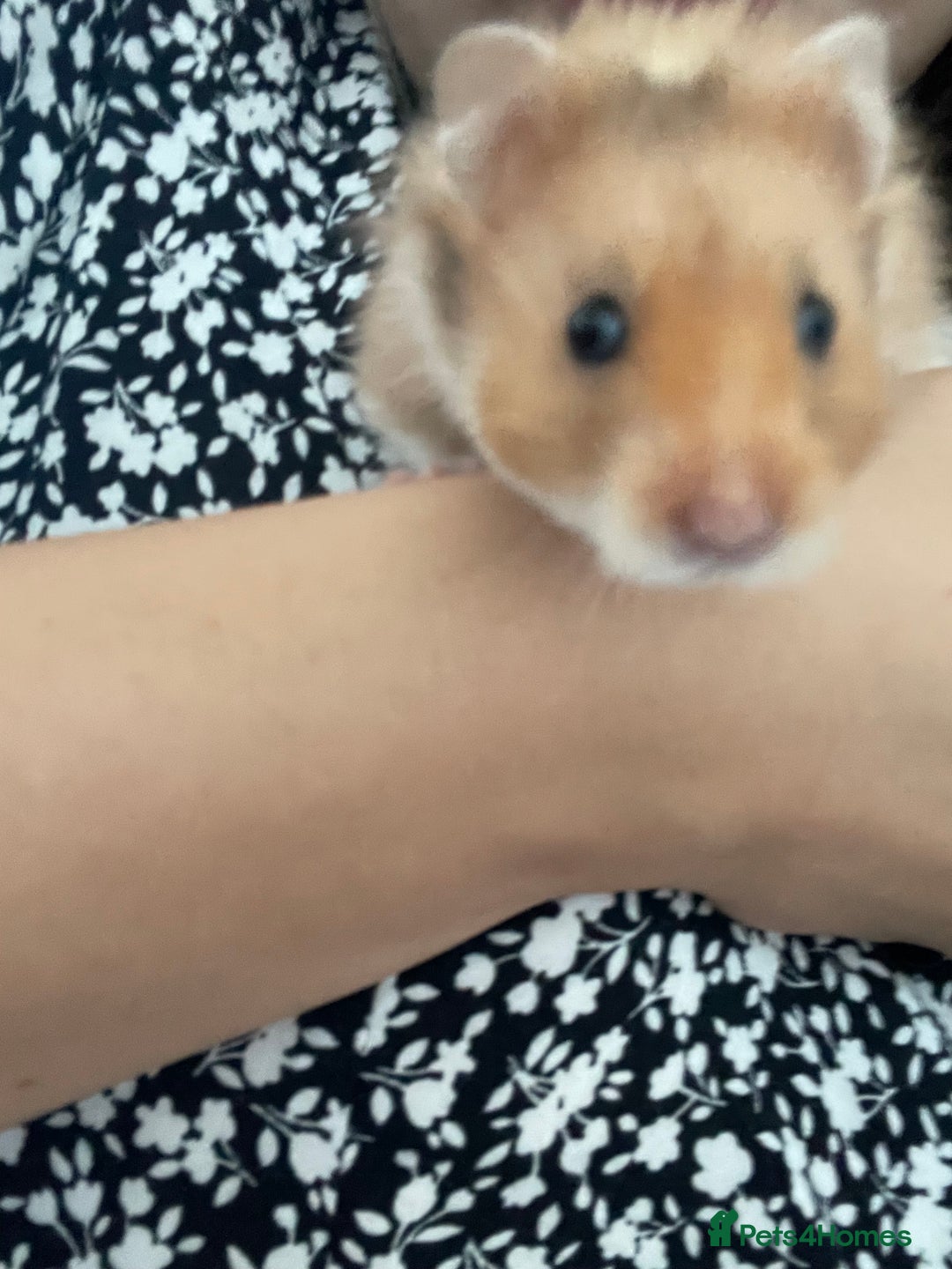 Hamster rodents for sale: *RESERVED* Baby boy Hamster 7 weeks old  - Image 9