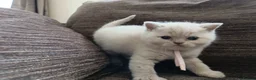 British Shorthair cats for sale: GCCF registered cream and lilac BSH - Advert 33