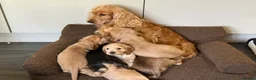 Cocker Spaniel dogs for sale: Cocker Spaniel Female Available  - Advert 2