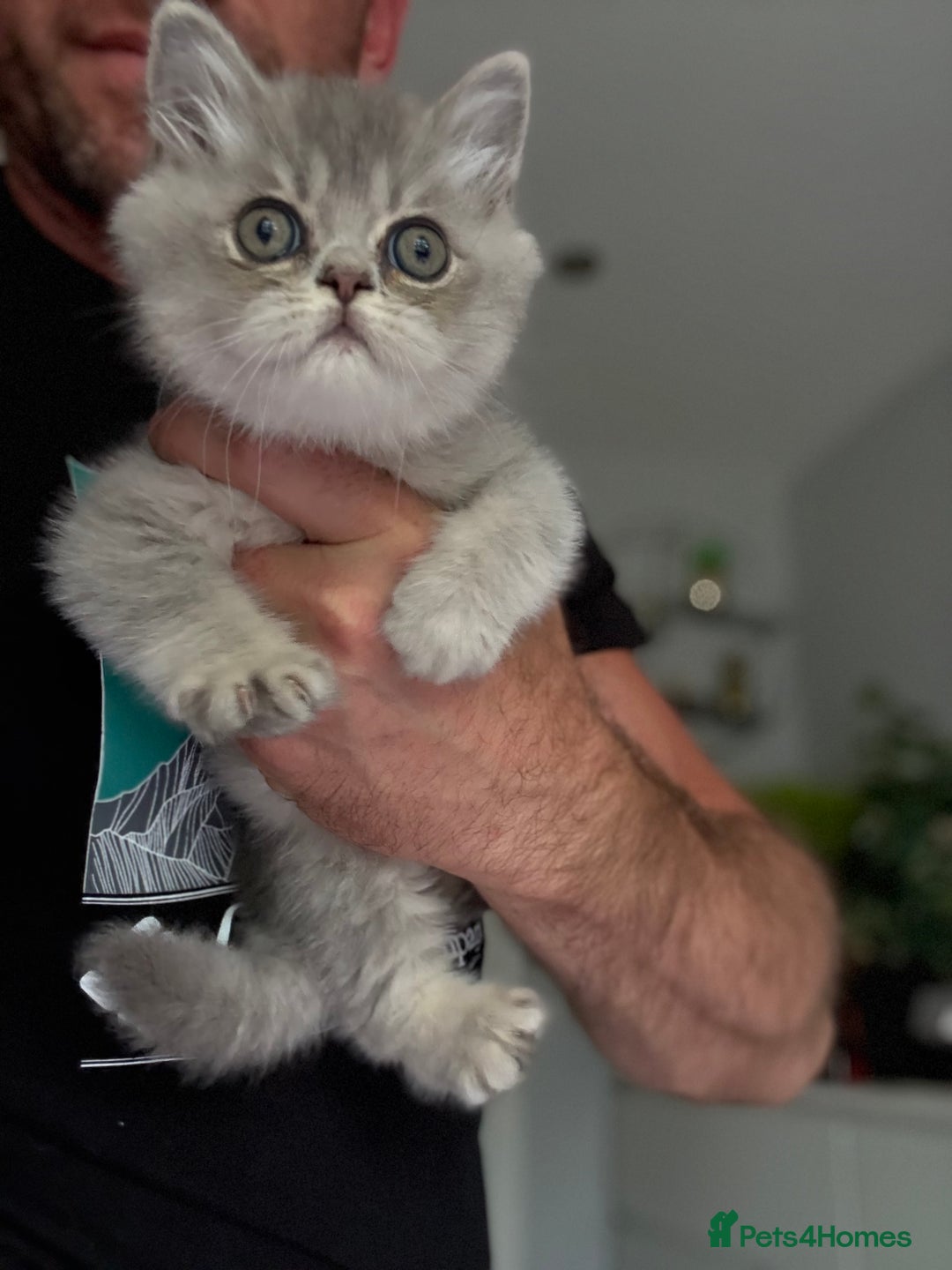 British Shorthair cats for sale: BSH x SF show quality kittens (REDUCED) - Image 30