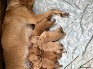 Labrador Retriever dogs - Advert 34