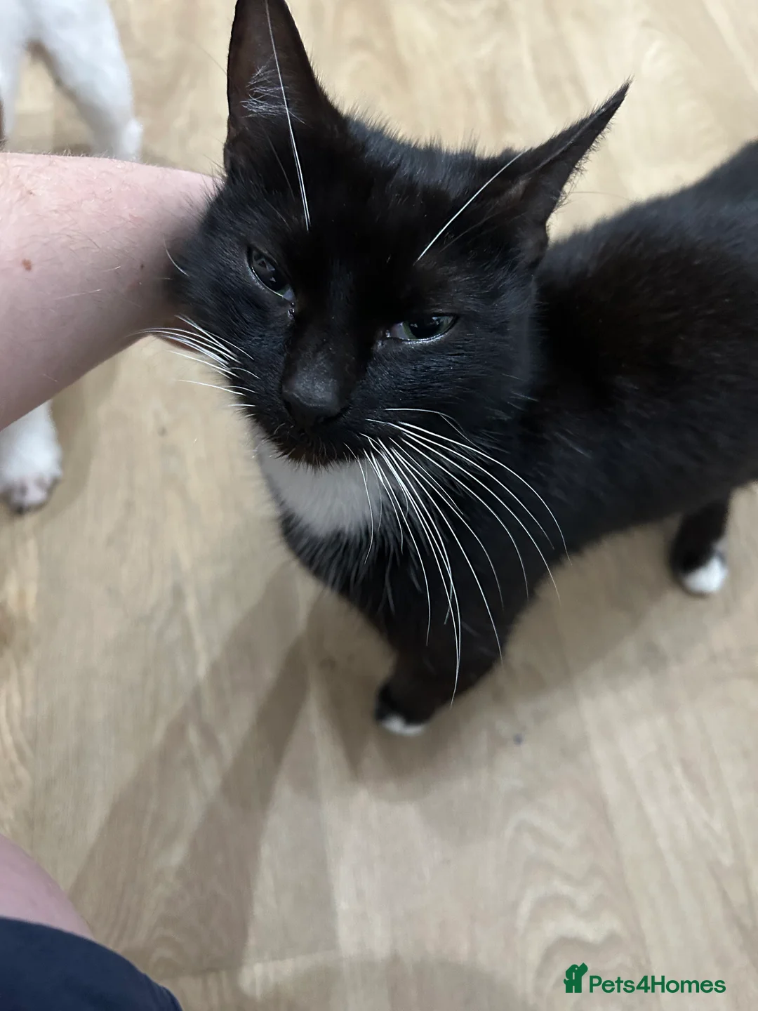 Mixed Breed cats for sale: Tracey - Advert 2