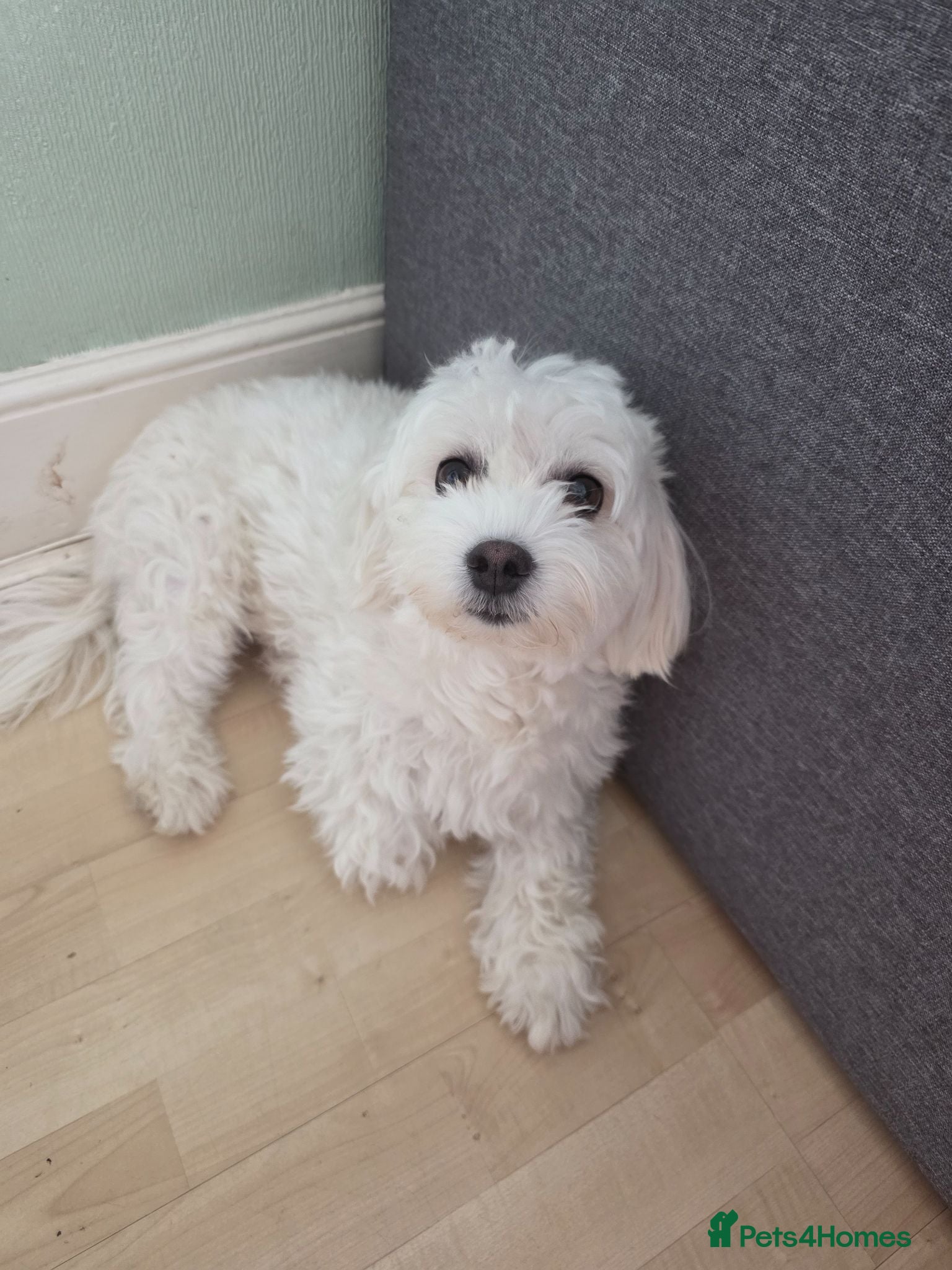 Maltipoo dogs Maltipoo lovely, cutest puppy - Advert 3