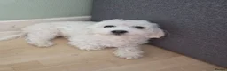 Maltipoo dogs for sale: Maltipoo lovely, cutest puppy - Advert 5