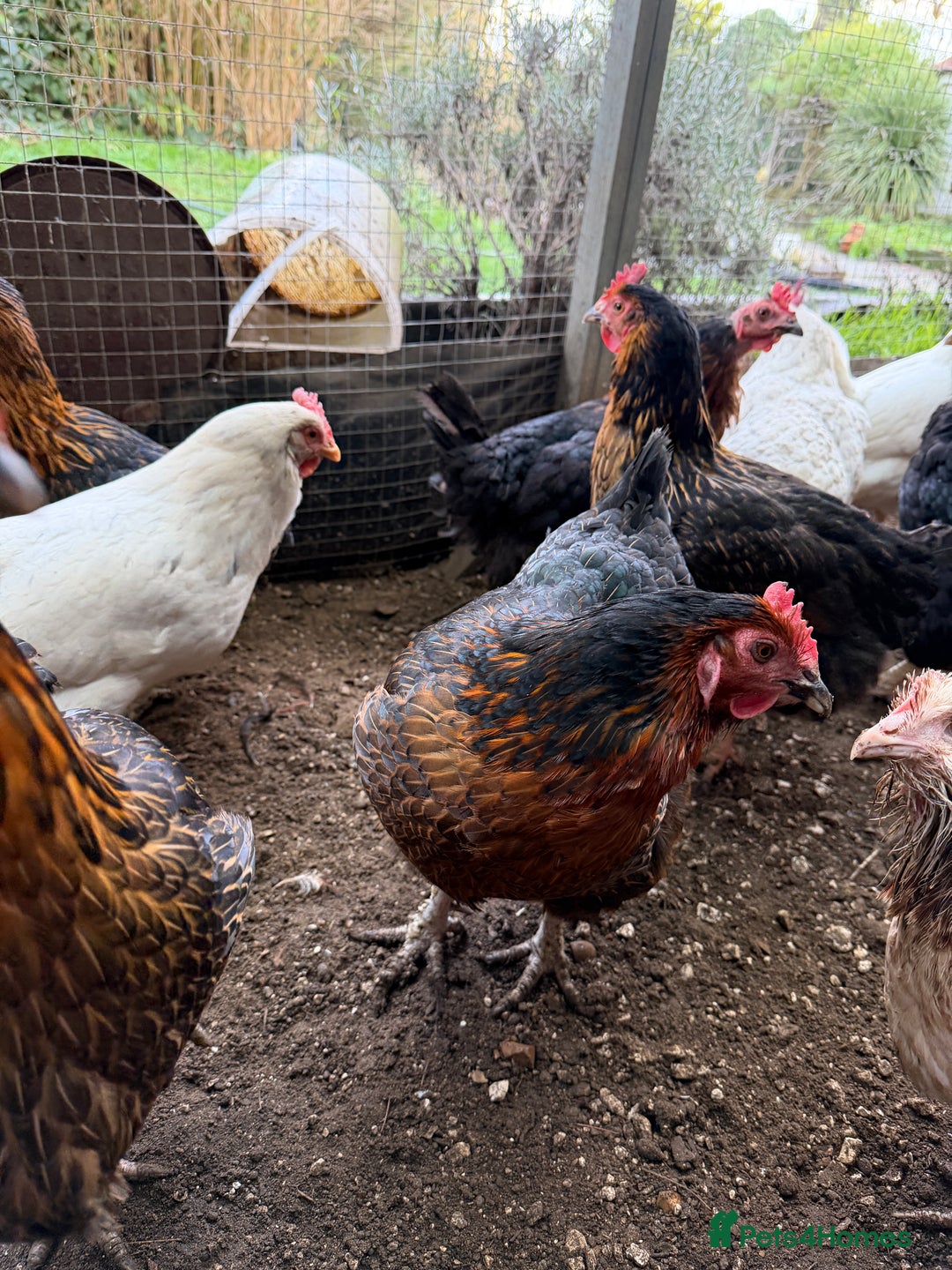 Chickens poultry for sale: 12 Chickens still laying  - Advert 4