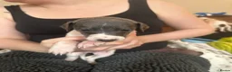 Mixed Breed dogs for sale: 🐾Reduced🐾READY NOW!!Italian x whippet pups! - Advert 26