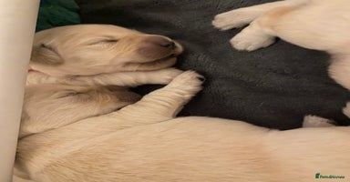 Golden Retriever dogs - Advert 5