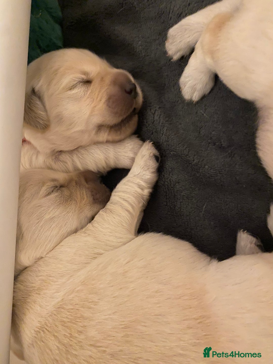 Golden Retriever dogs for sale: Fluffy Cream & Gold Golden Retriever Puppies - Image 3