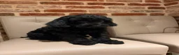 Cockapoo dogs for sale: Beutiful f1 cockapoo puppies in Wisbech - Advert 4