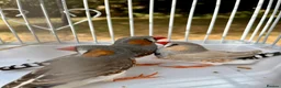 Finches birds for sale: Beautiful male zebra finch’s for sale  - Advert 2