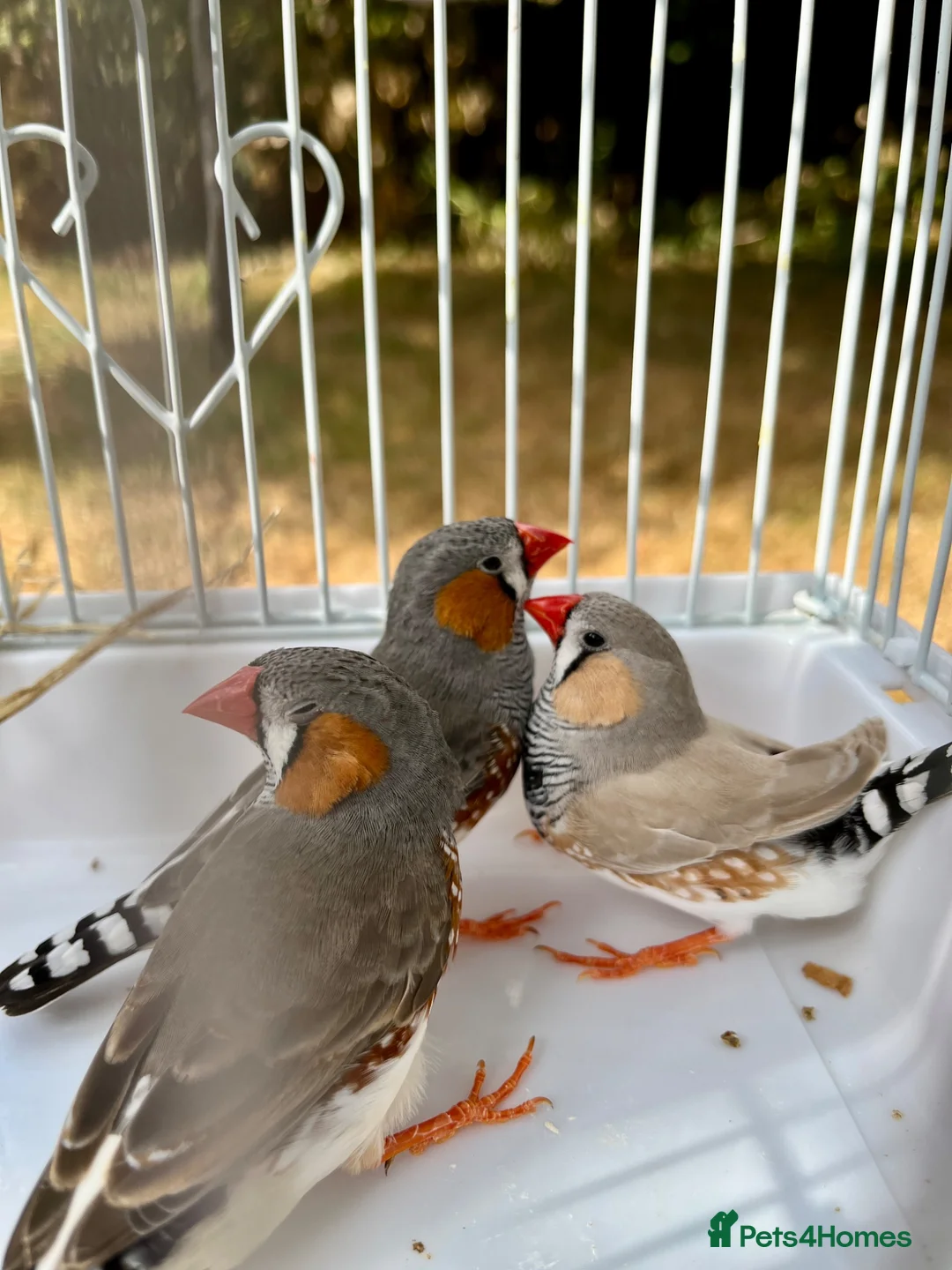 Finches birds for sale: Beautiful male zebra finch’s for sale  - Advert 2