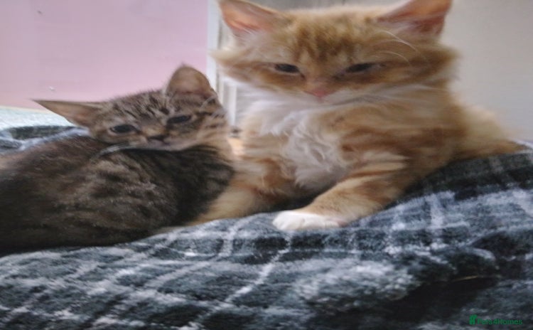 Mixed Breed cats - Advert 1