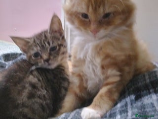 Mixed Breed cats - Advert 33